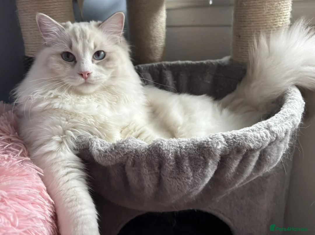 Ragdoll cats for sale: Two The last Boys Pedigree Ragdoll  Available - Advert 13