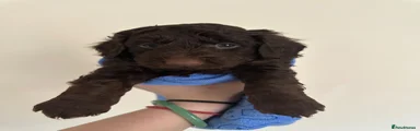 Cockapoo Puppy 5