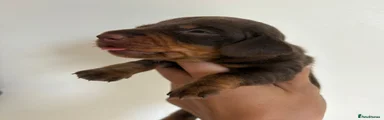 Miniature Dachshund Puppy 3