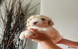 Cockapoo dogs for sale: Stunning lemon and white f1b babies  - Image 5