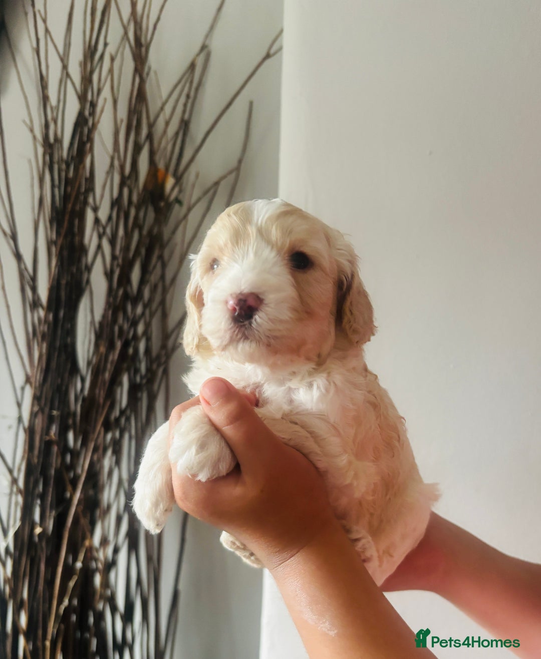 Cockapoo dogs for sale: Stunning lemon and white f1b babies  - Image 5