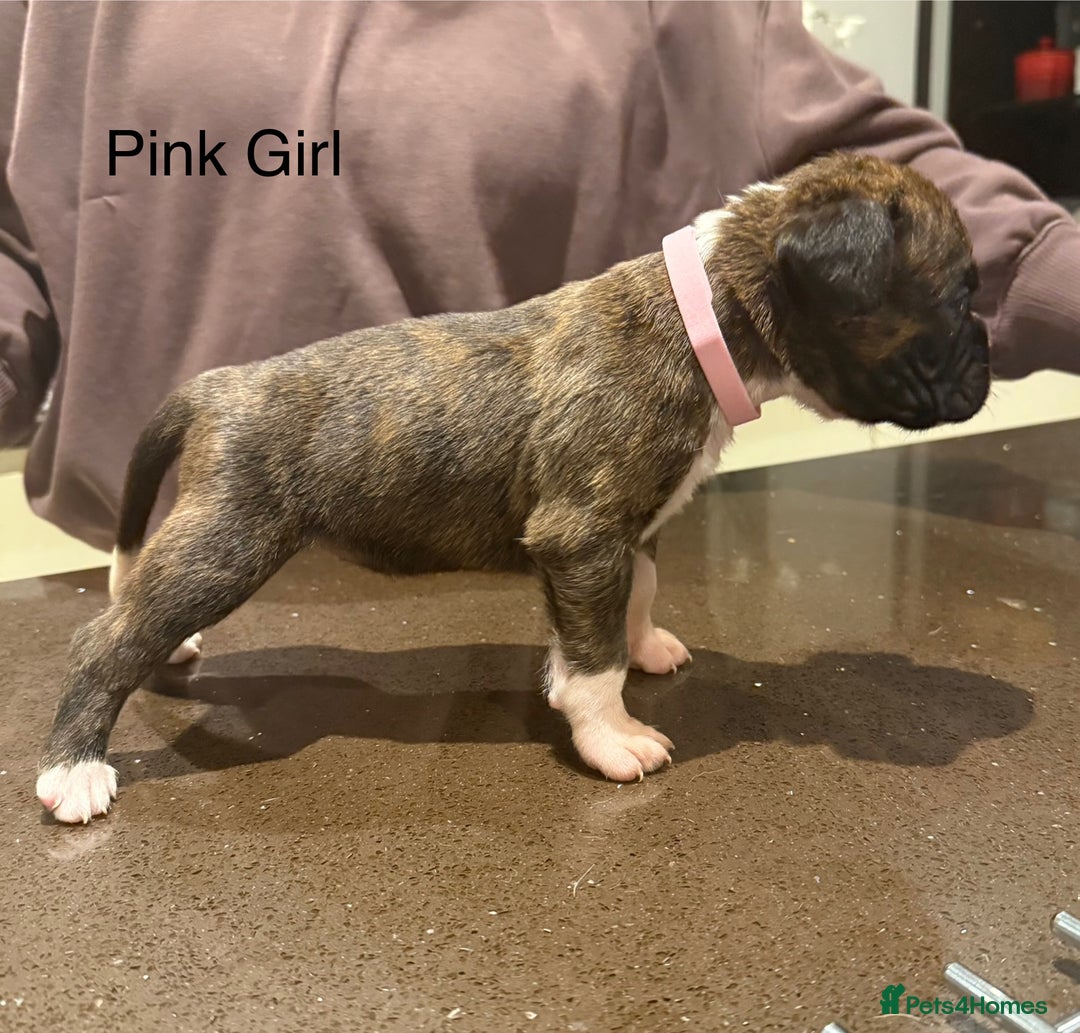 Boxer dogs for sale: Boxer Puppies  - Advert 26