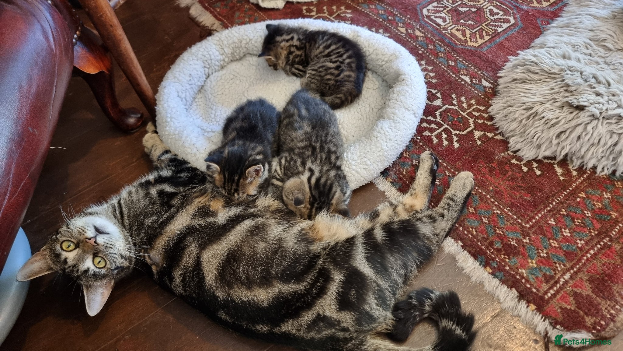 Mixed Breed cats for sale: BONDED PAIR bro/sis kittens - Advert 13