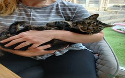Domestic Shorthair cats for sale: Tabby Domestic Shorthair - Image 1