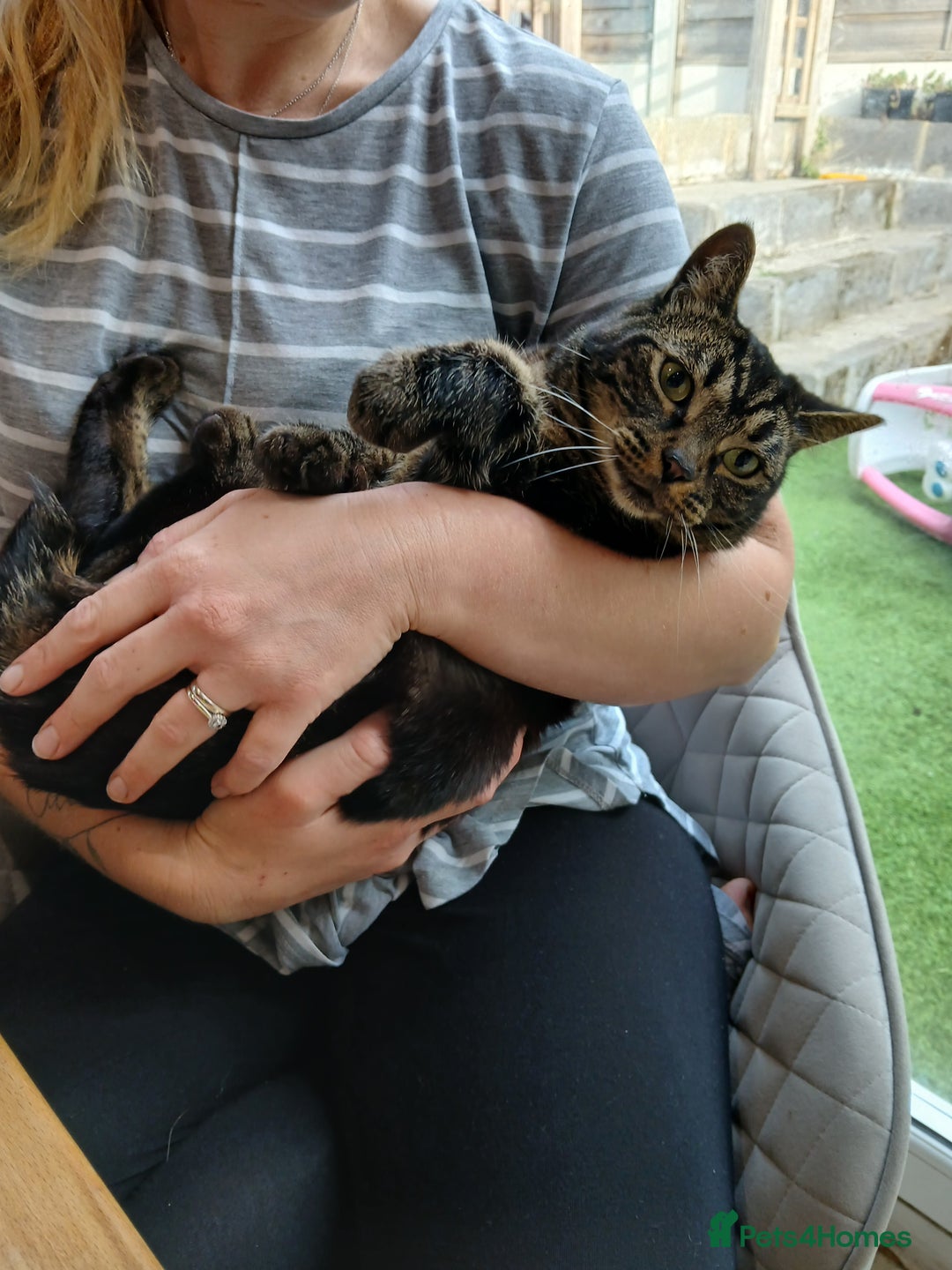 Domestic Shorthair cats for sale: Tabby Domestic Shorthair - Image 1