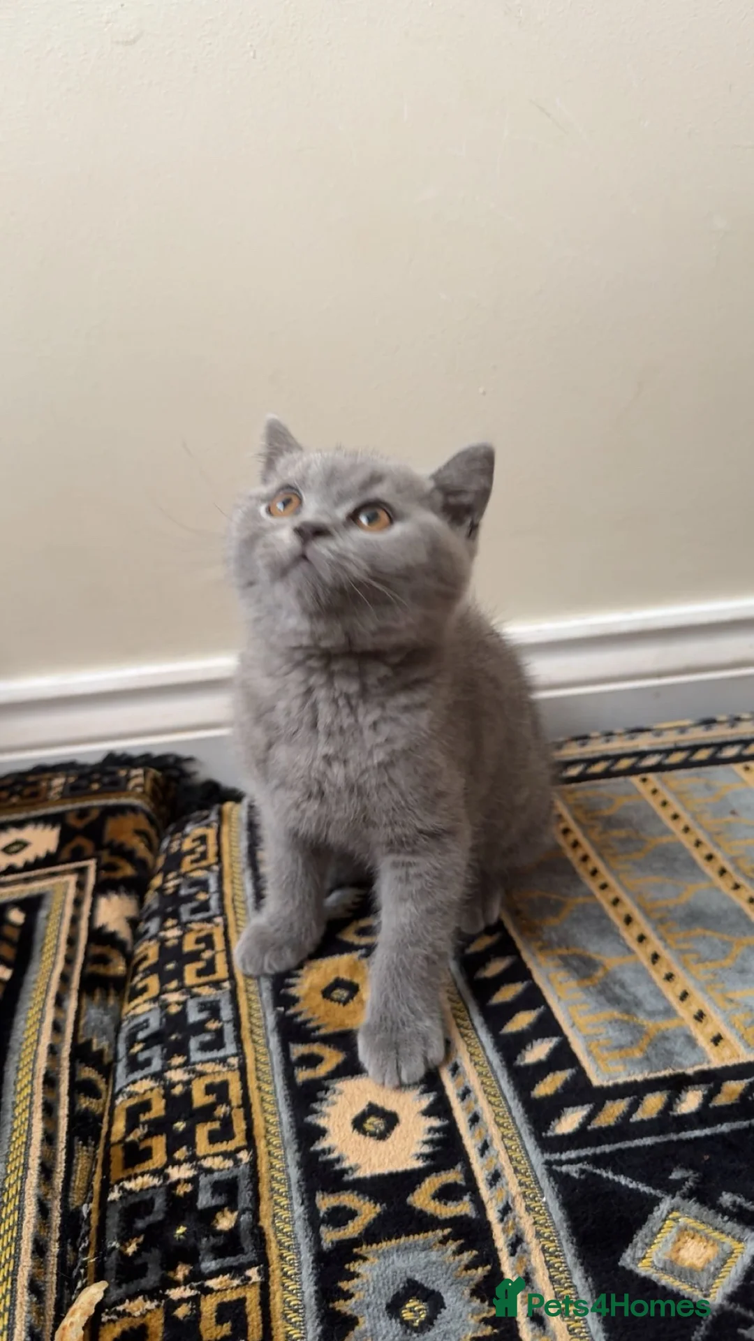 British Shorthair cats for sale: Last boy left very cute and playfull  - Advert 2