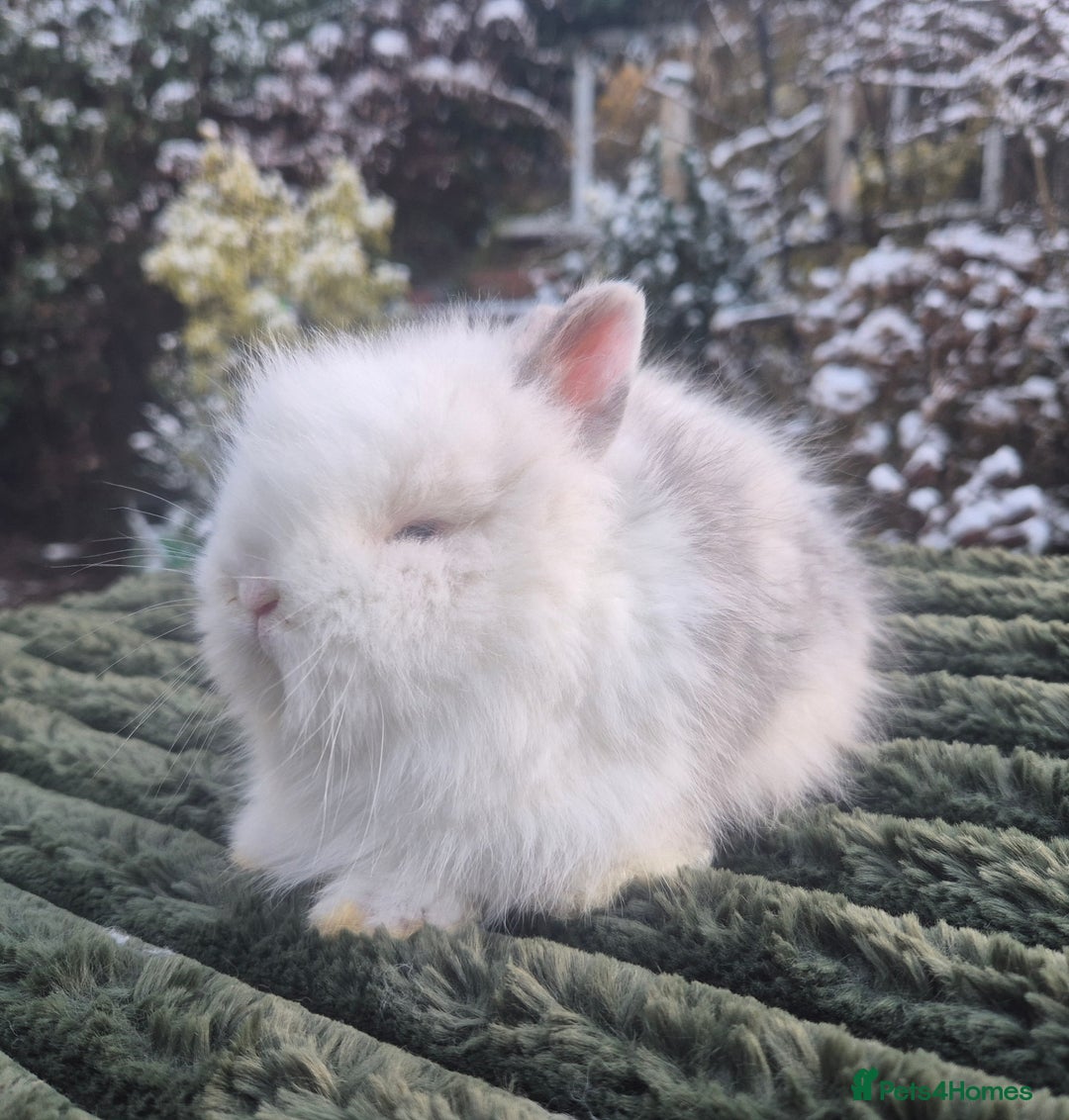 Angora rabbits for sale: 💖💙Ready in 2 weeks- Blue harli teddydwerg💙💖 - Advert 13