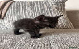 Maine Coon cats for sale:  Maine coon x BSH stunning kittens 😻 - Image 22