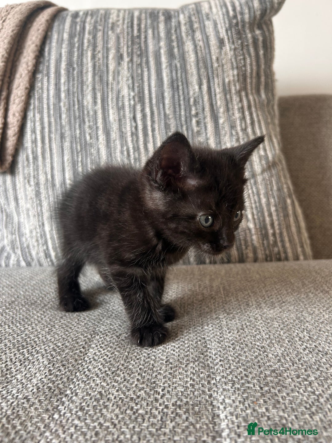 Maine Coon cats for sale:  Maine coon x BSH stunning kittens 😻 - Image 22