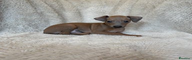 Italian Greyhound Puppy 1