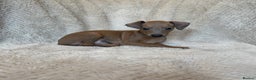 Italian Greyhound dogs for sale: KC Champion lines ⭐️ Italian Greyhound puppies  - Advert 2