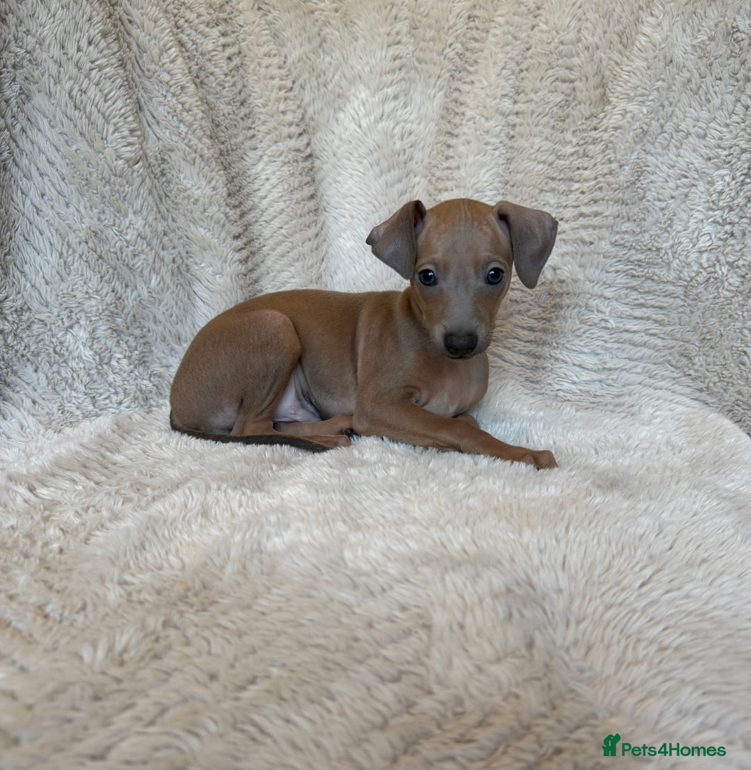 Italian Greyhound dogs for sale: KC Champion lines ⭐️ Italian Greyhound puppies  - Advert 2