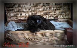 Shih Tzu dogs for sale: Stunning KC chocolate imperial Shihtzu puppies - Image 21