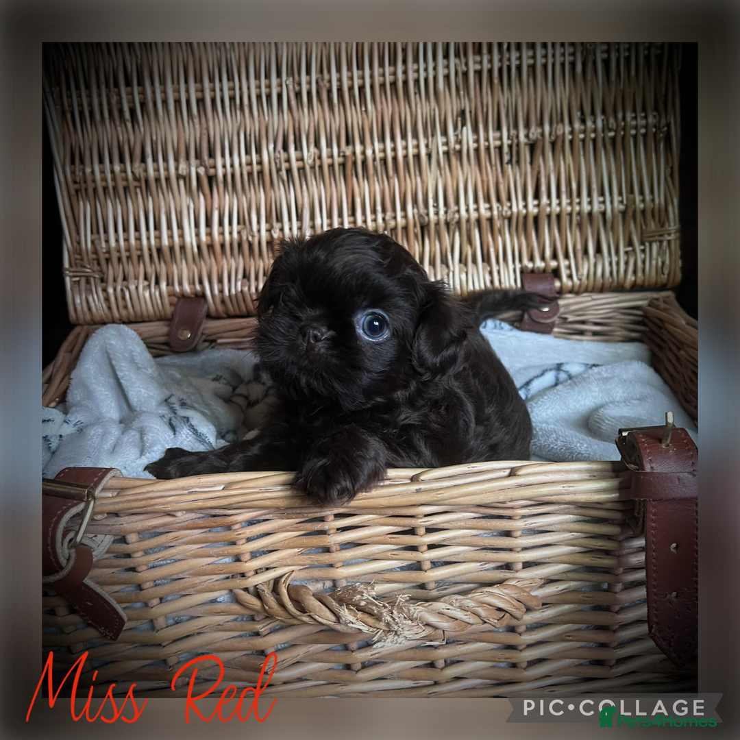 Shih Tzu dogs for sale: Stunning KC chocolate imperial Shihtzu puppies - Image 21