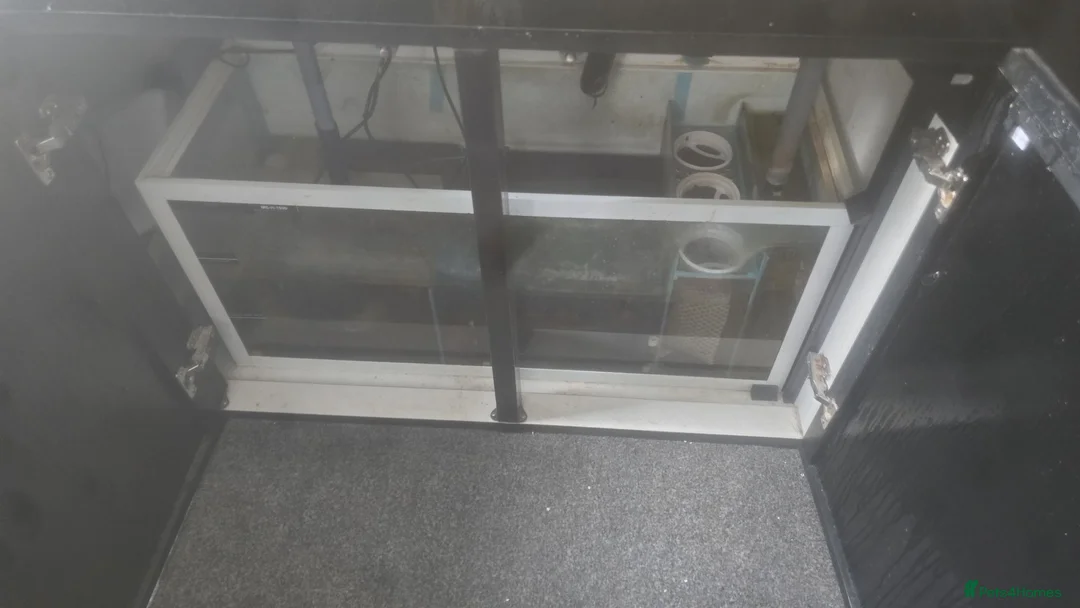 Turtle reptiles for sale: Turtle with tank. in Gravesend - Advert 2
