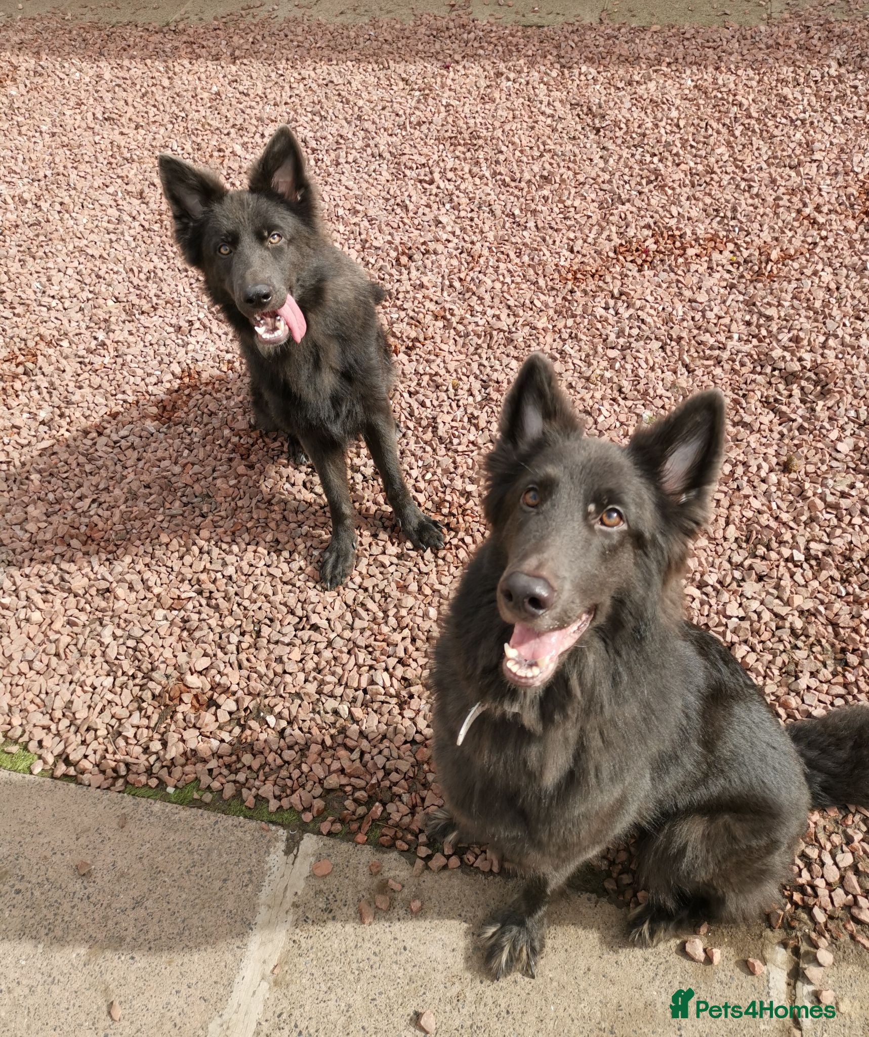 German Shepherd dogs Female Isabella german Shepherd puppy - Advert 9