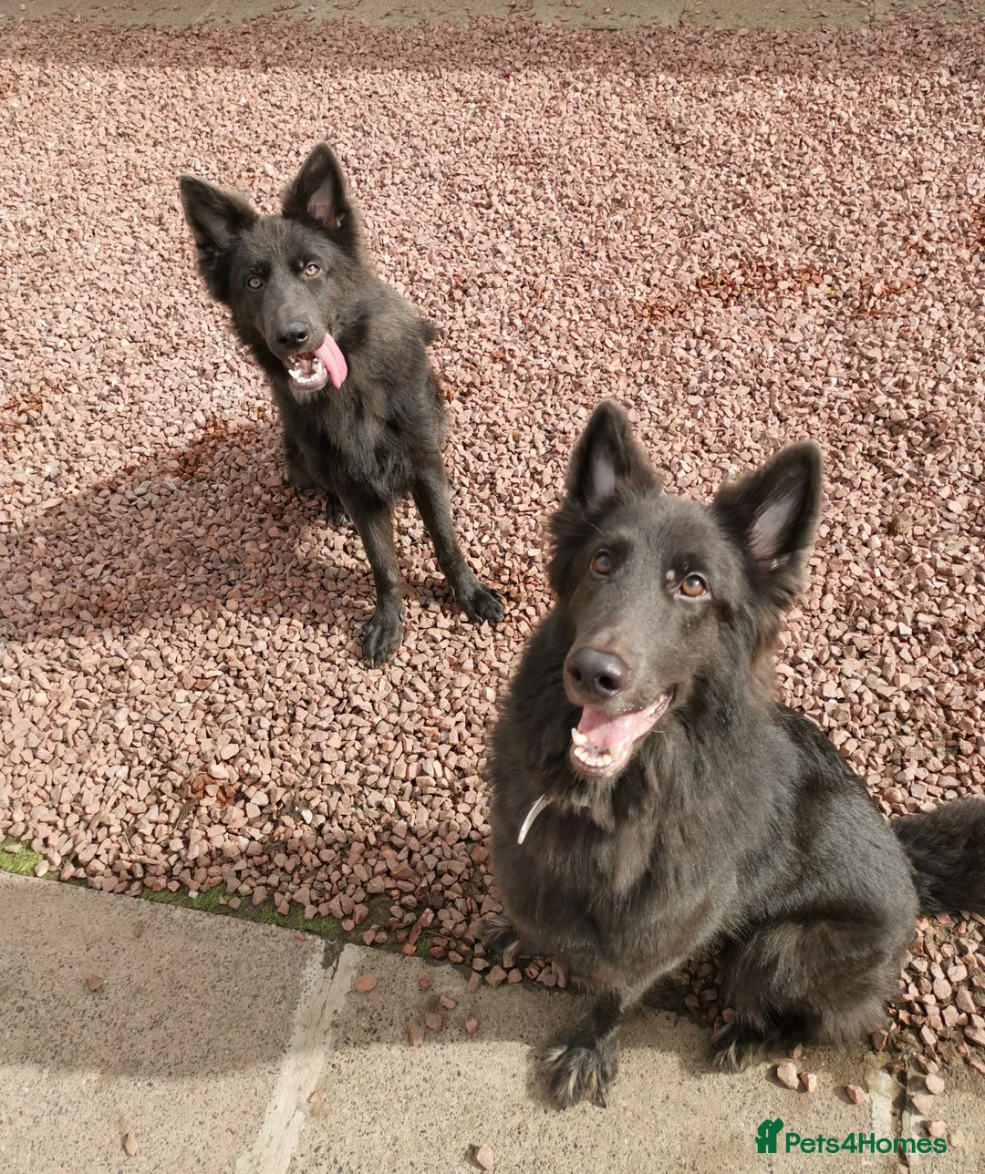German Shepherd dogs for sale: Female Isabella german Shepherd puppy - Advert 1