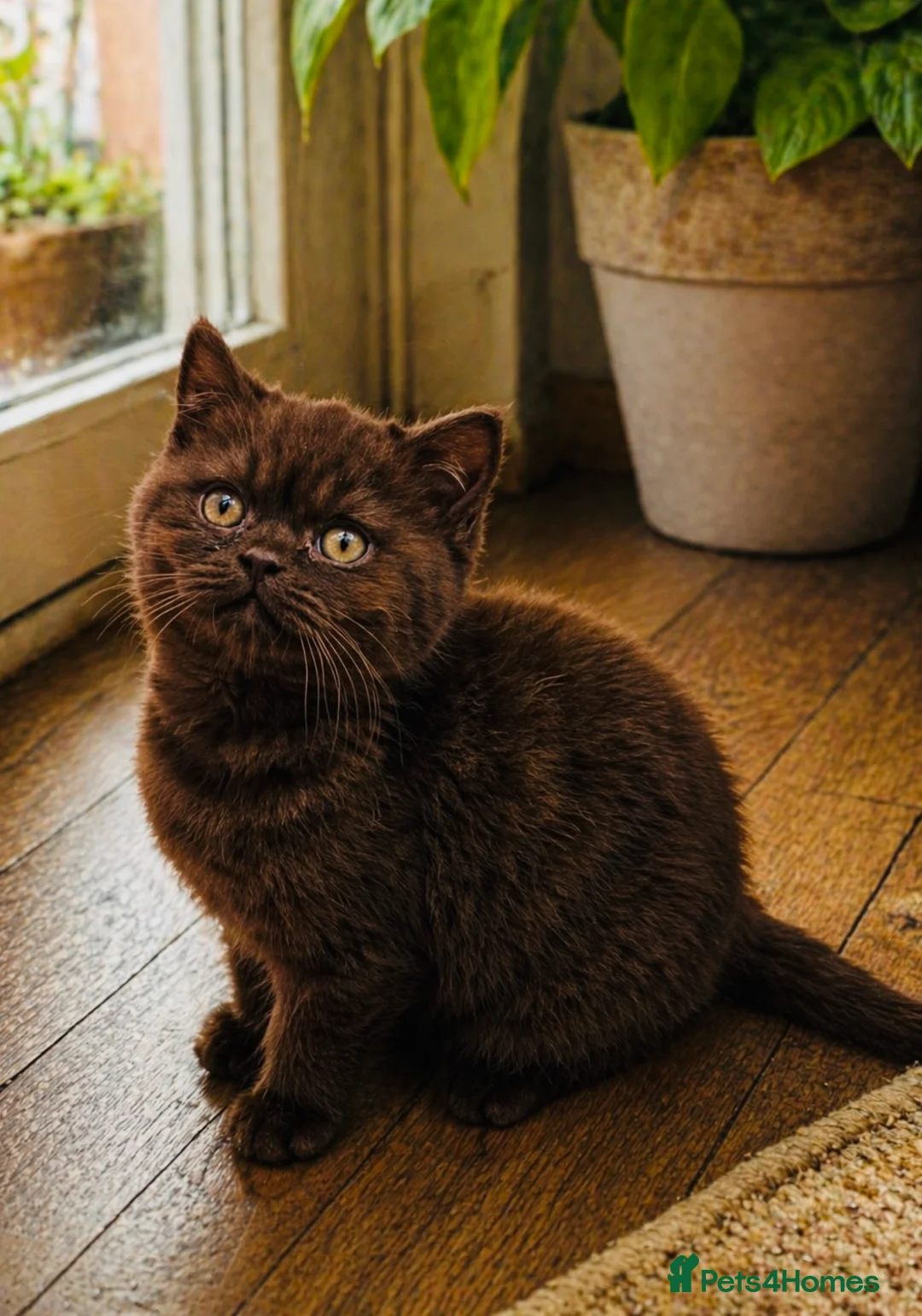 British Shorthair cats for sale: 8 Week Old Chocolate British Shorthair Boy  in Blackburn - Advert 2