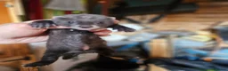 Ferret rodents for sale: FULL EU POLECAT  - Advert 3