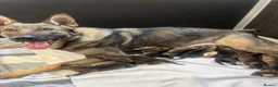 German Shepherd dogs for sale: German shepherd pups (working line) - Advert 1