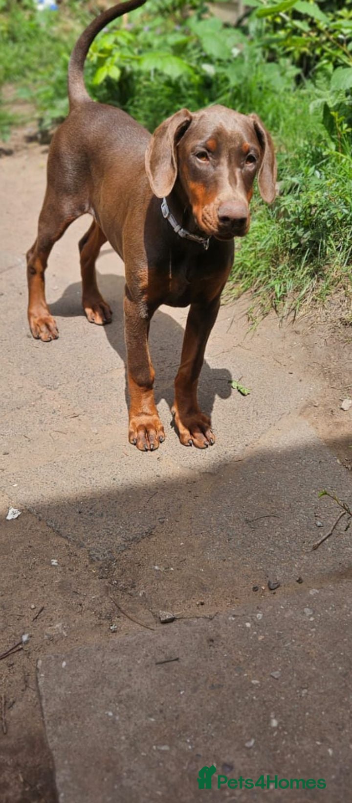 Dobermann dogs 🐕🐾 World Champion Bloodline female. 🏆 🐾 - Advert 6