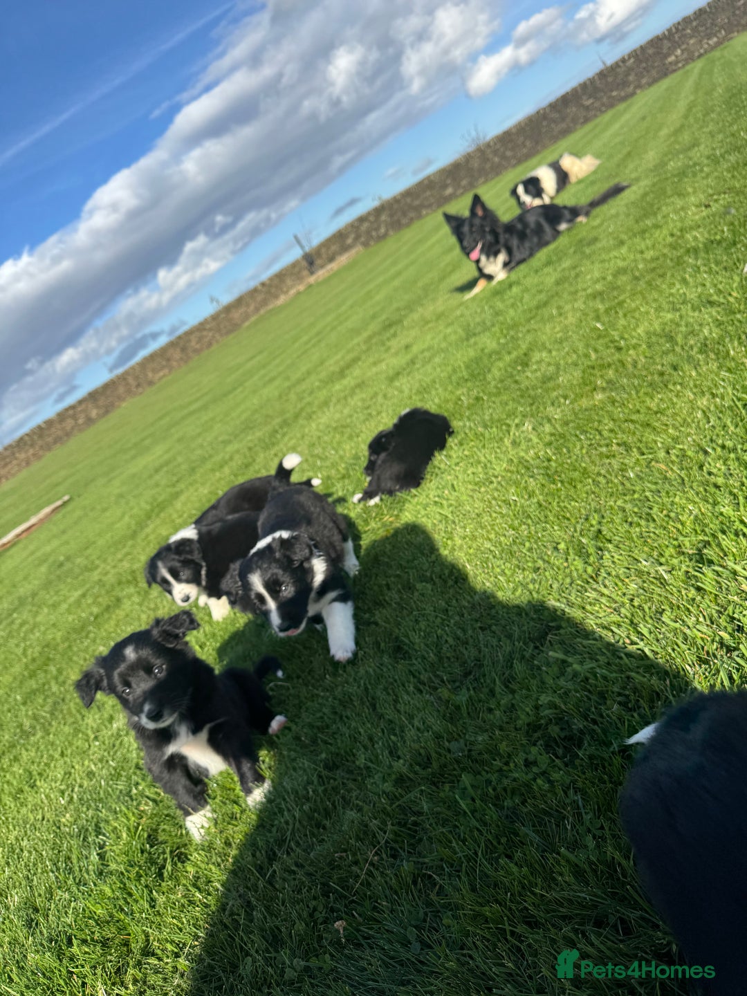 Border Collie dogs for sale: Superb litter of purebred Border Collie puppies  - Image 36