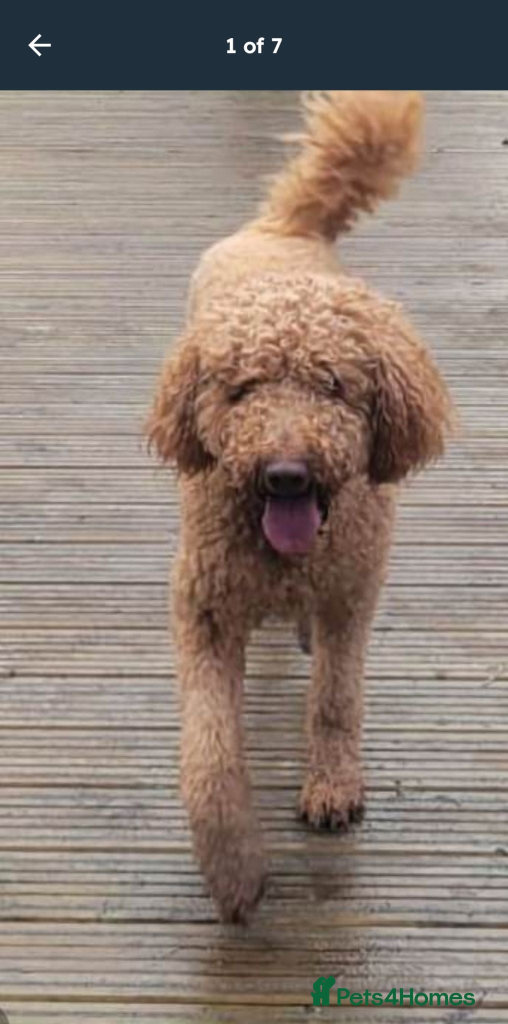 Goldendoodle dogs Beautiful F2b Goldendoodle puppies - Advert 2