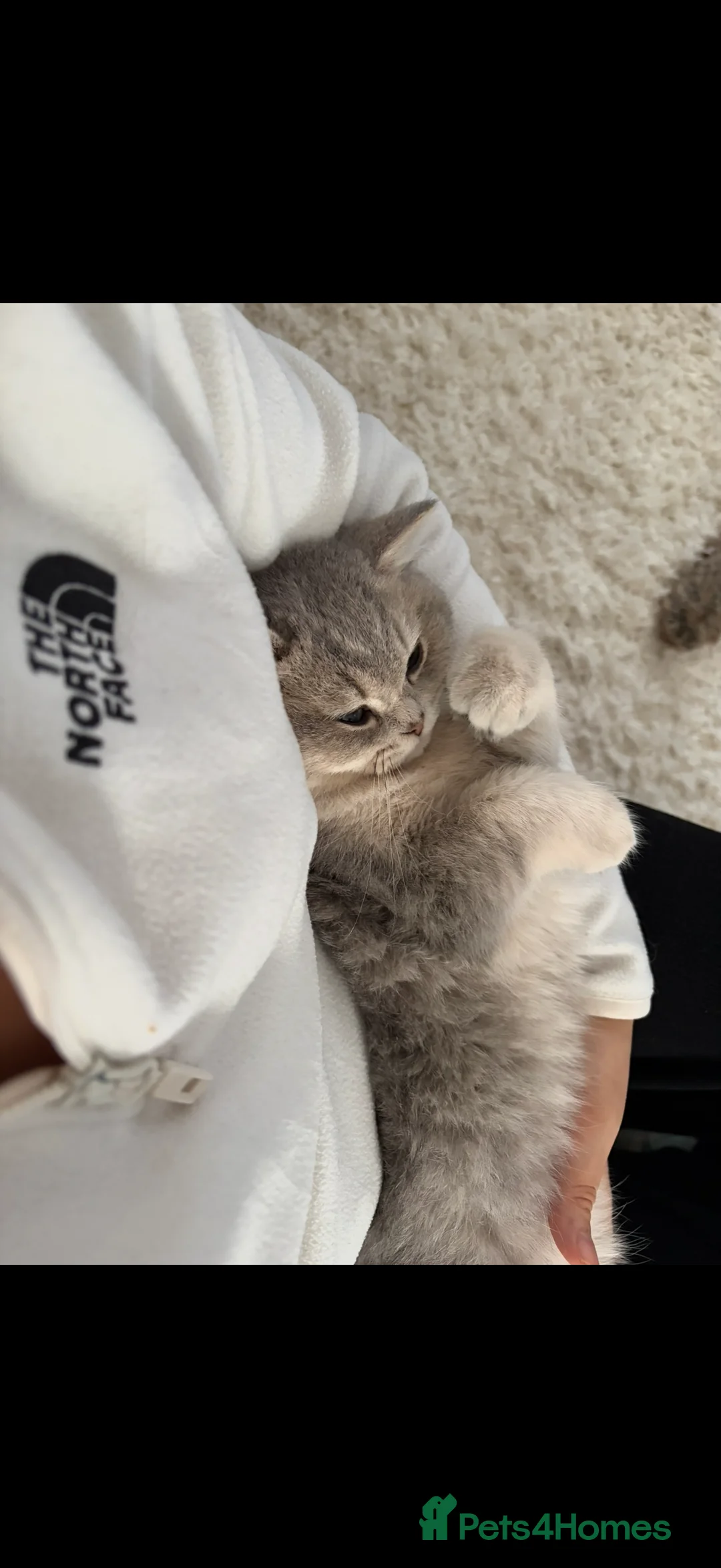 British Shorthair cats for sale: ⭐️ Blue Golden British short hair Male ⭐️  - Advert 5