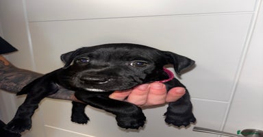 Staffordshire Bull Terrier dogs - Advert 16