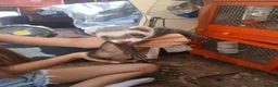 Ferret rodents for sale: Baby Ferret kits look at description!  - Advert 3