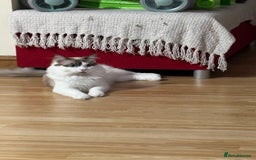 Ragdoll cats for sale: Male Ragdoll  - Image 3