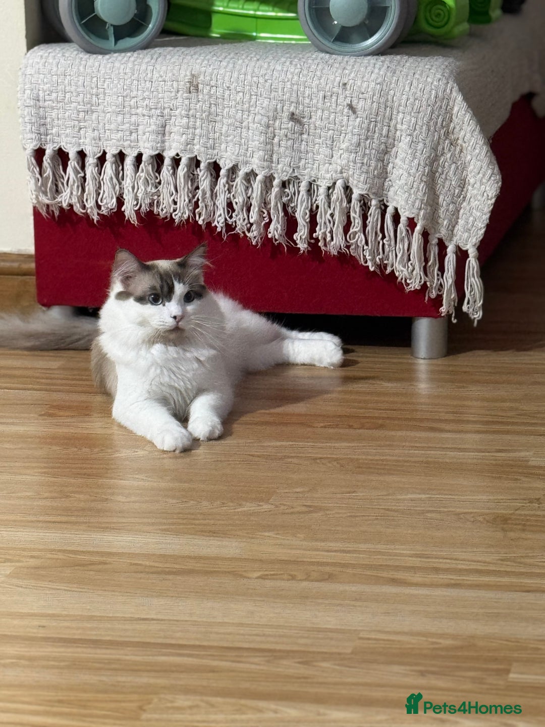 Ragdoll cats for sale: Male Ragdoll  - Image 3