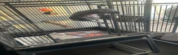 Parrots birds for sale: 15 Year old African Grey Parrot in Southall - Advert 2