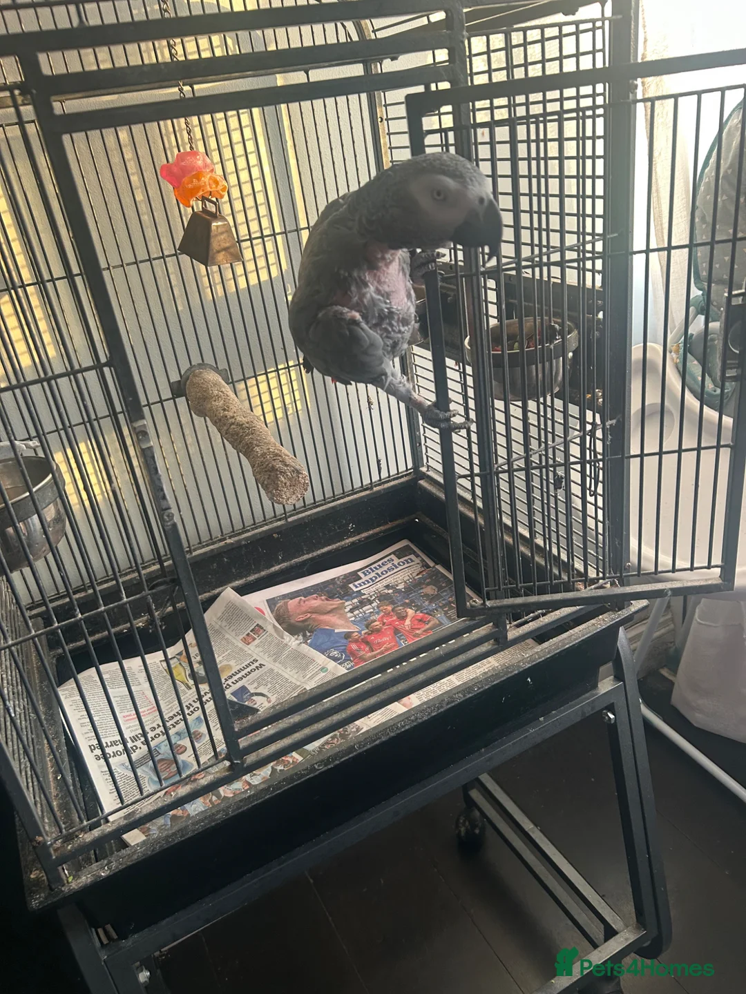 Parrots birds for sale: 15 Year old African Grey Parrot in Southall - Advert 2