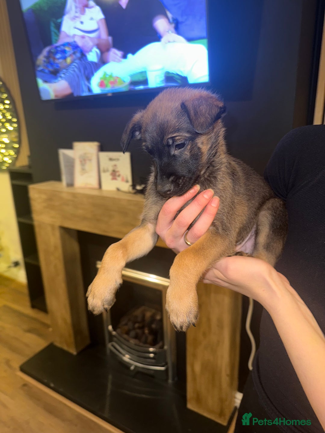 Belgian Shepherd Dog dogs for sale: Pure Belgian Malinois Puppies - Advert 8