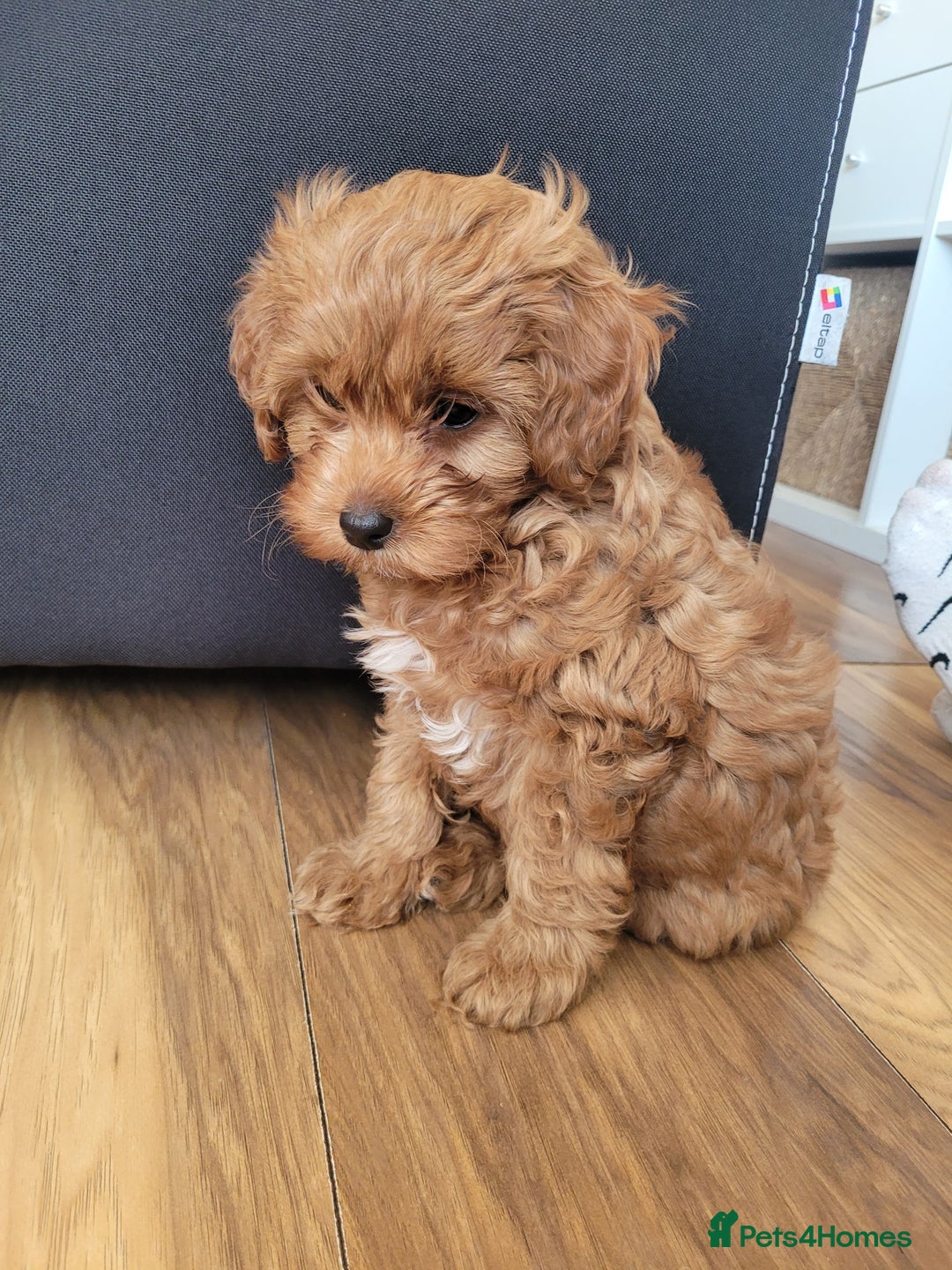 Cavapoo dogs for sale: Beautiful Female Cavapoo Puppy – Ready - Advert 8