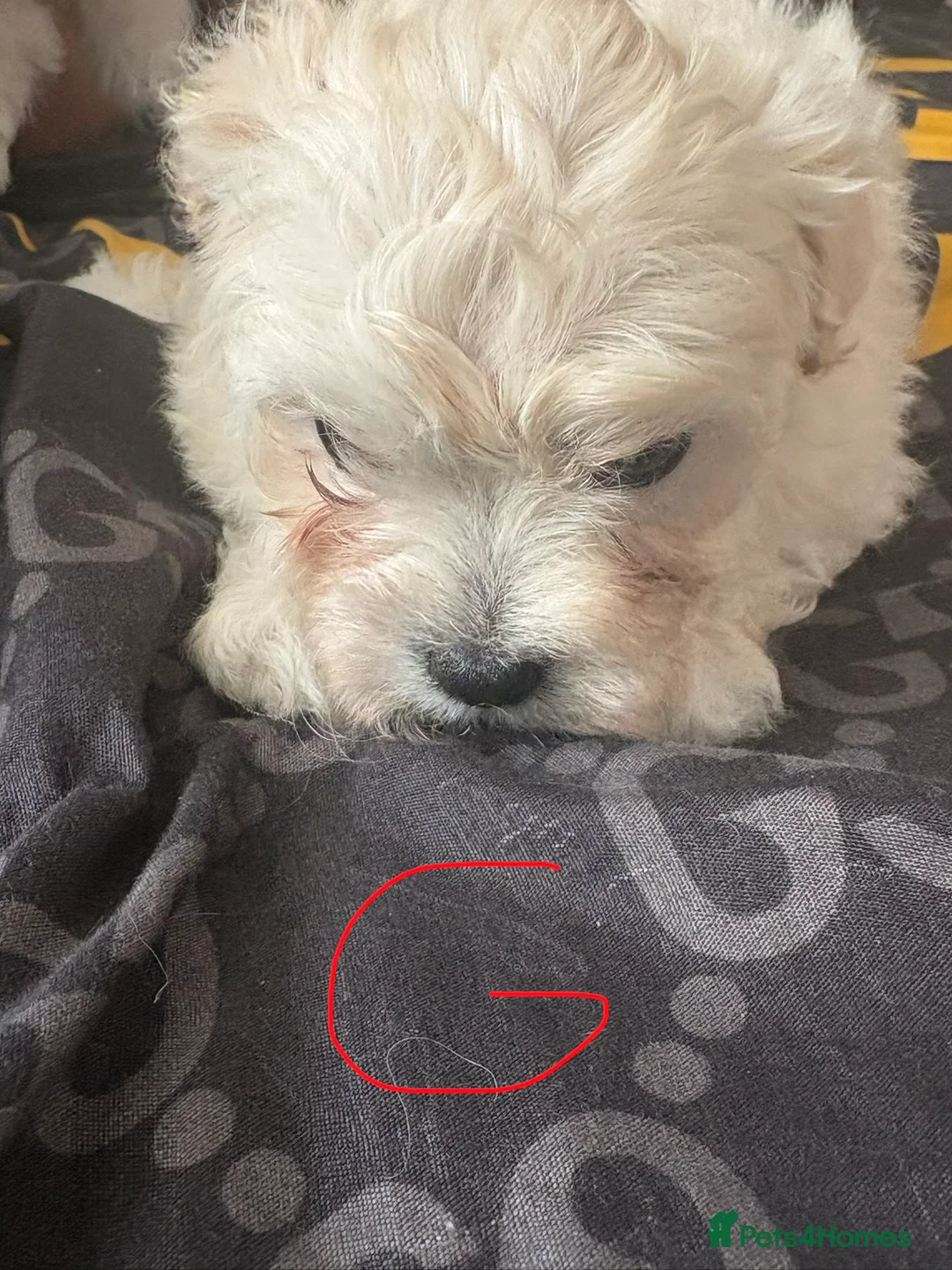 Mixed Breed dogs for sale: Bichon X Maltese mix  - Advert 1