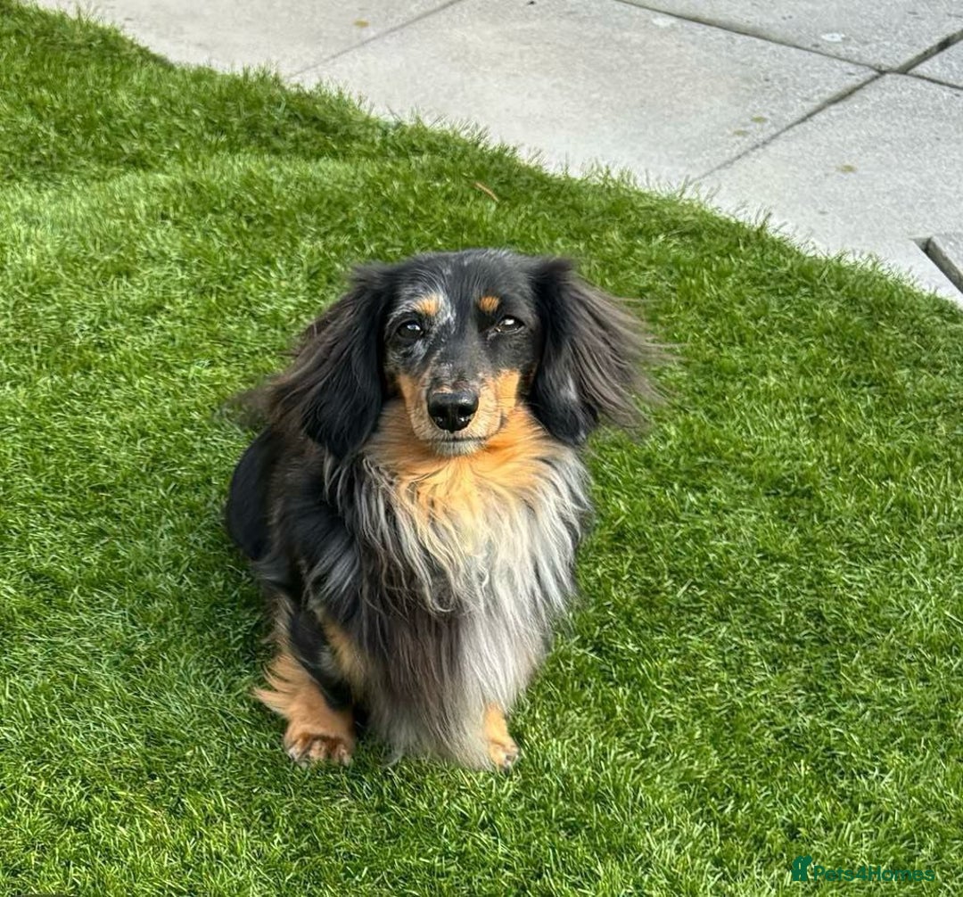 Miniature Dachshund dogs for sale: ADORABLE LONG-HAIRED MINIATURE DACHSHUND PUPPIES - Image 3