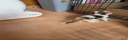 Maine Coon cats for sale: TICA REGISTERED STUNNING KITTENS  - Advert 4
