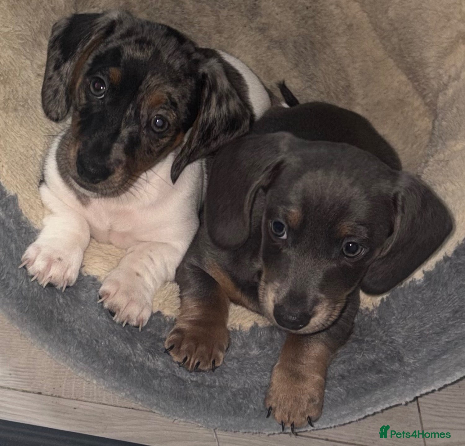 Miniature Dachshund dogs Miniature Dachshunds  - Advert 9