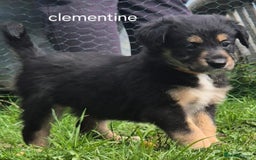 Mixed Breed dogs for sale: Golden Retrievers X Red & White Boarder Collie - Image 5