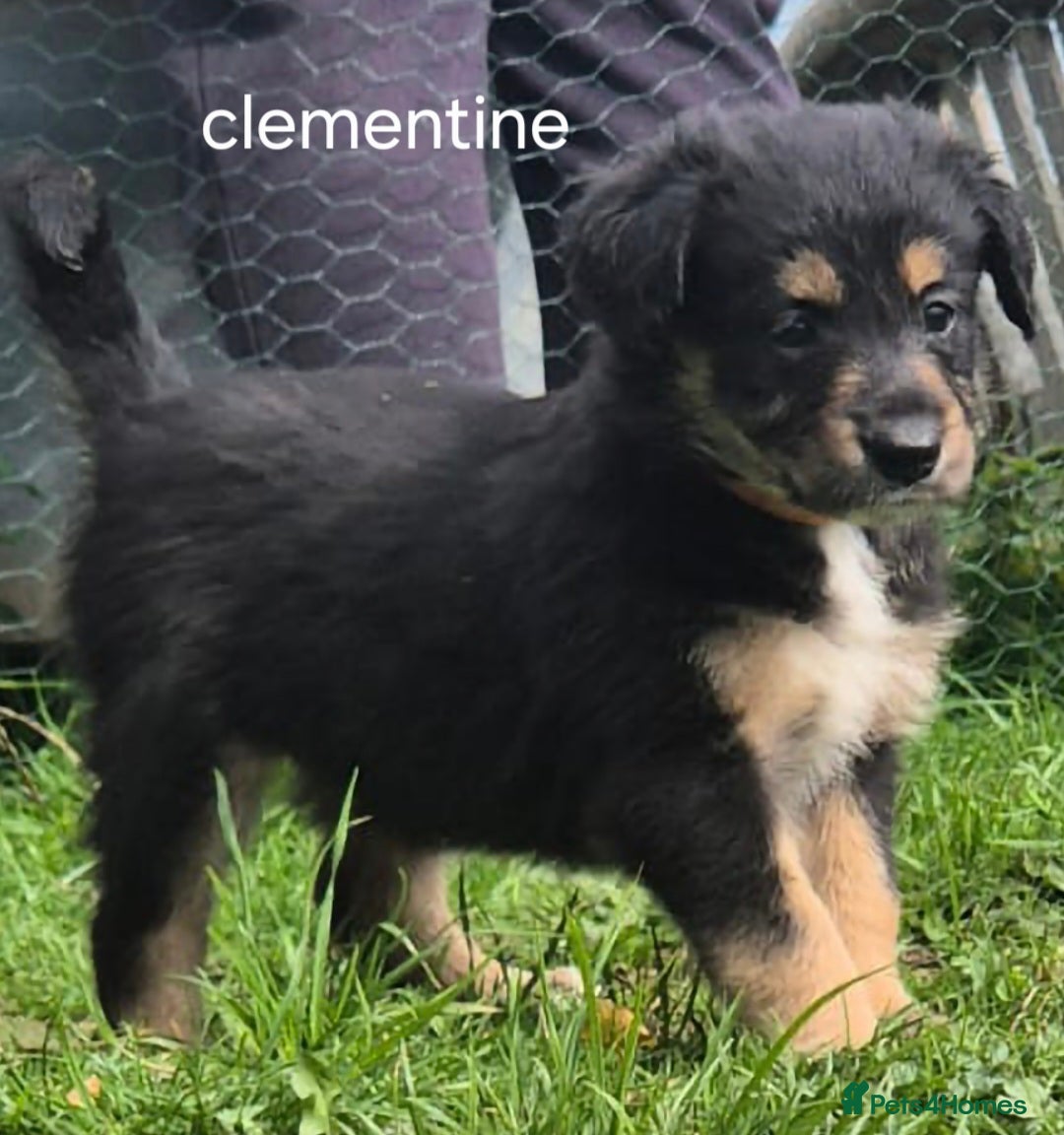 Mixed Breed dogs for sale: Golden Retrievers X Red & White Boarder Collie - Image 5