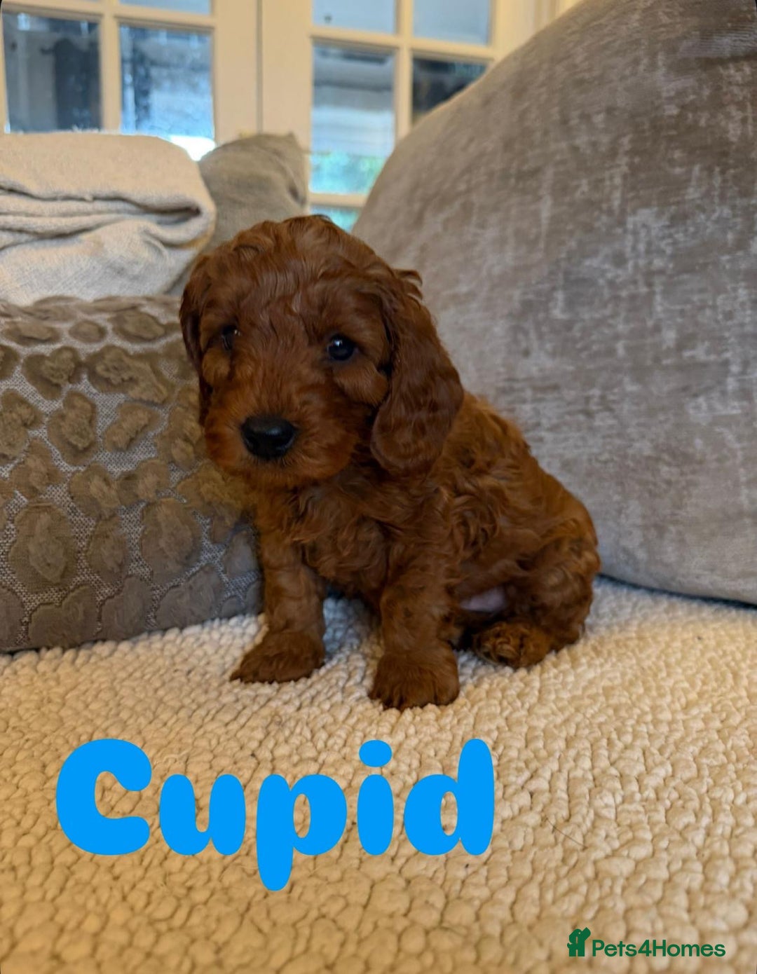 Cavapoo dogs for sale: Beautiful F1B cavapoo “teddy bear” puppies  - Advert 13
