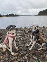 Mixed Breed dogs FLOSSIE - Advert 1