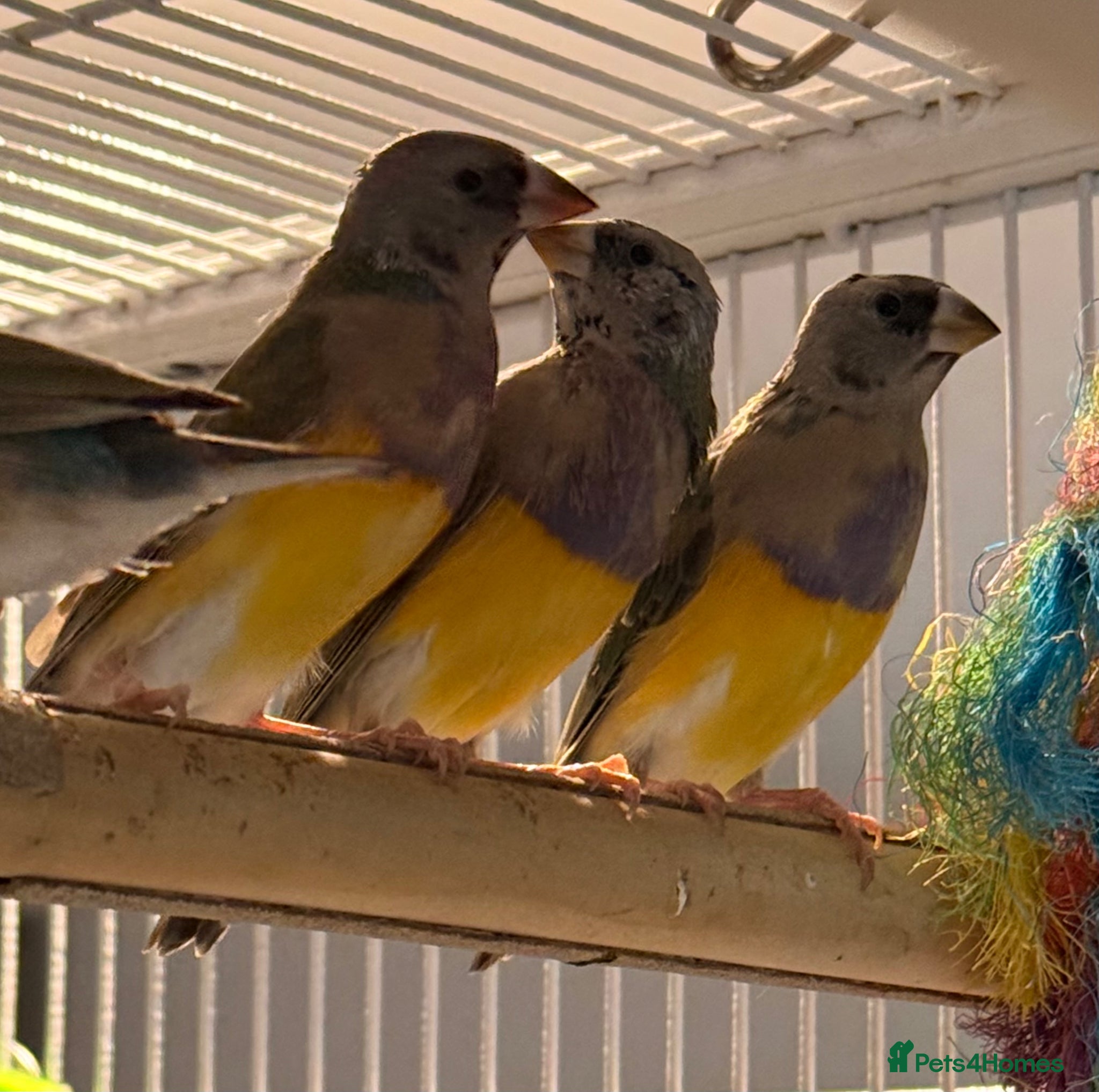 Finches birds  young male Blackhead Gouldians  Coloring Up! - Advert 2