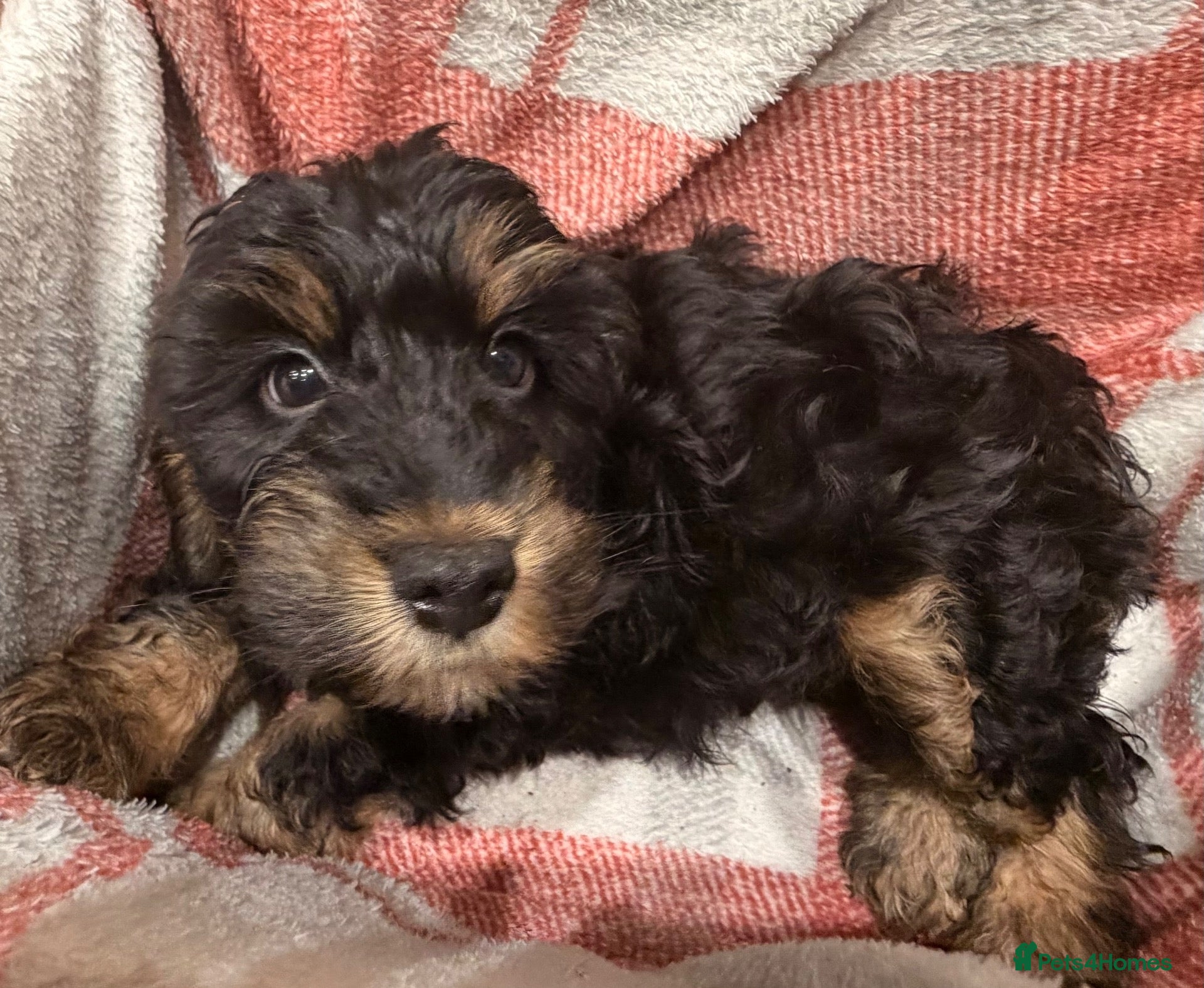 Cockapoo dogs 🐾 **Beautiful Miniature F1b Cockapoo Puppies **🐾 - Advert 2