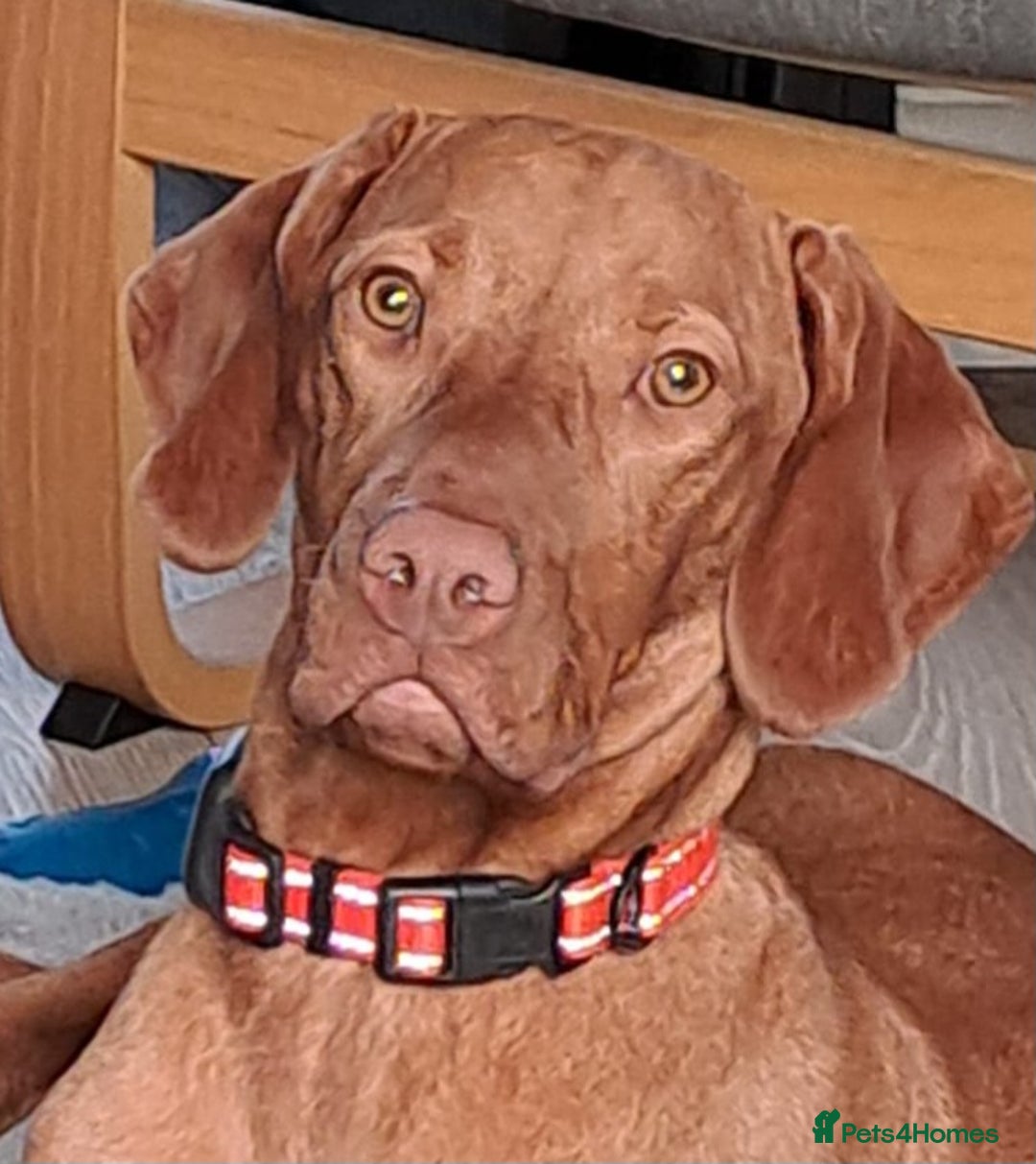 Hungarian Vizsla dogs for sale: Hungarian Vizsla - Male - 8 Months old - Advert 3