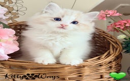Ragdoll cats for sale: 🐾🩷*TICA REG* LYNX TABBY EU RAGDOLL KITTENS🩵🐾 - Image 5