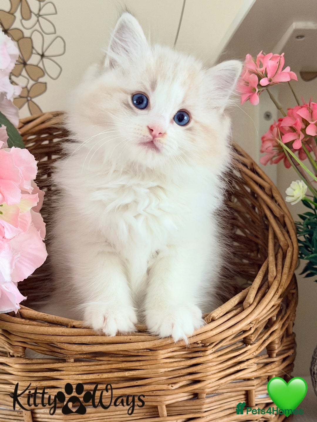 Ragdoll cats for sale: 🐾🩷*TICA REG* LYNX TABBY EU RAGDOLL KITTENS🩵🐾 - Image 5