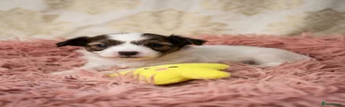 Papillon 2